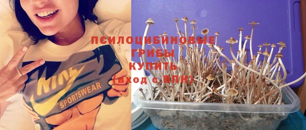 шишки Кодинск